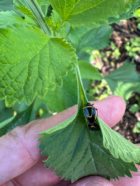 Bugs In Love