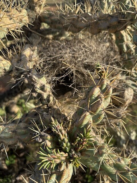 Cactus Wren Nest