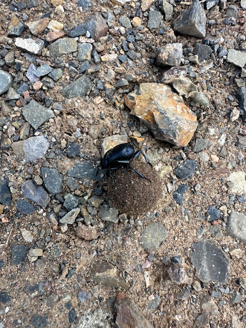 Dung Beetle