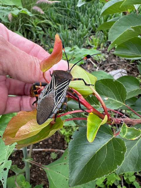 Giant Mesquite Bug