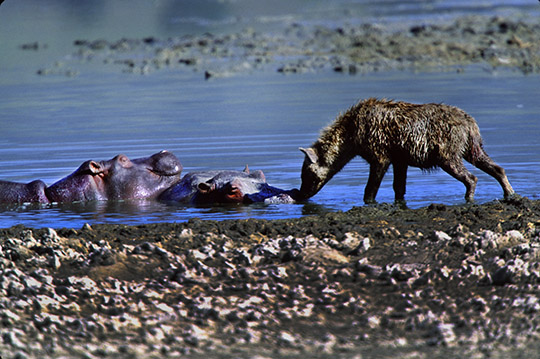 The Hippo And The Hyena