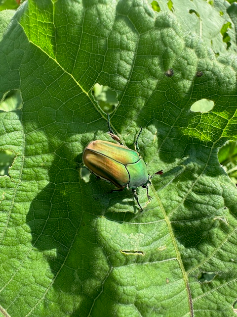 Green Junebug