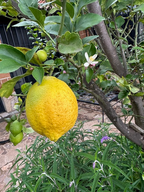 Lemon Curd