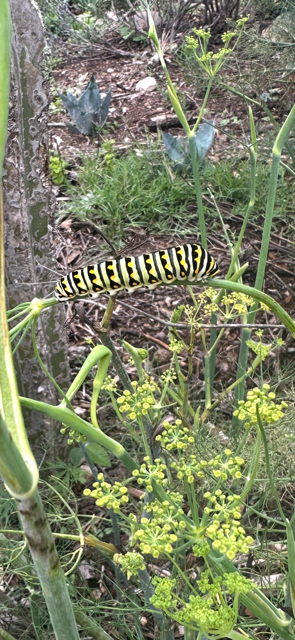 Black Swallowtail Larva
