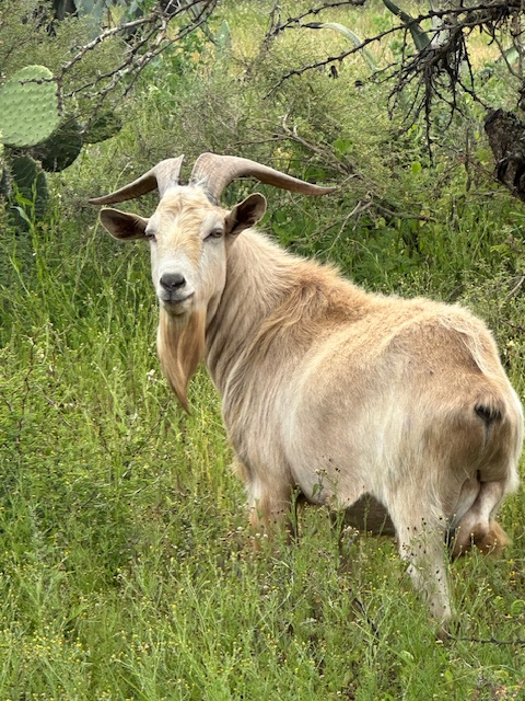 Billy Goat Gruff